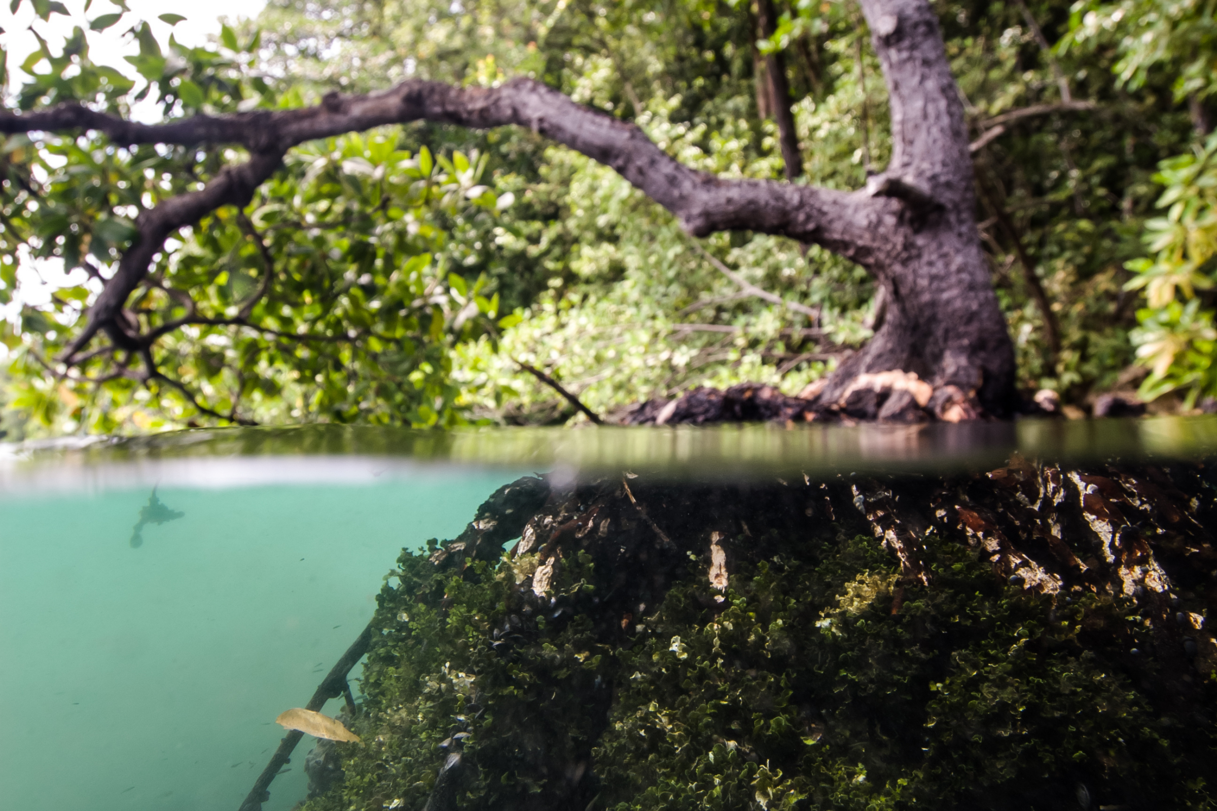 Pulau_Kakaban[1].webp
